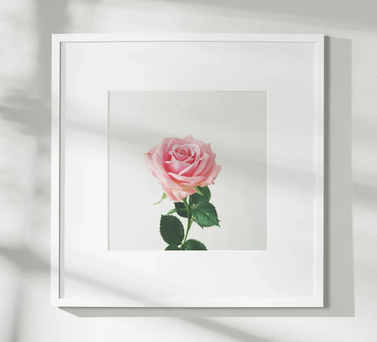 Rosa di primavera poster da Cassia Beck Photography