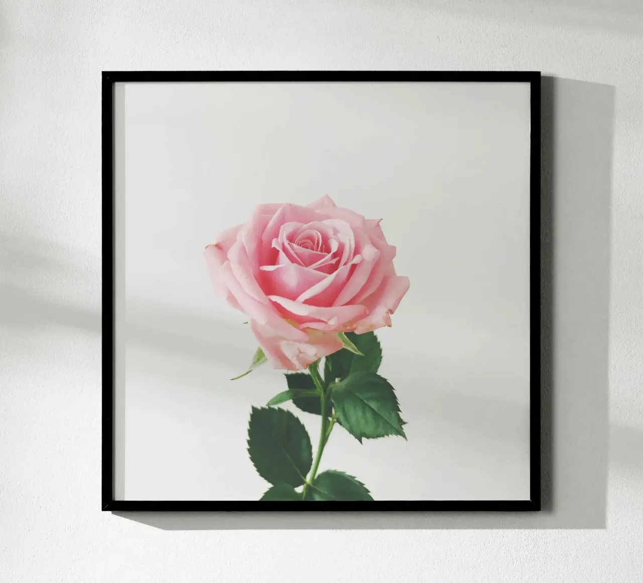 Rosa di primavera poster da Cassia Beck Photography