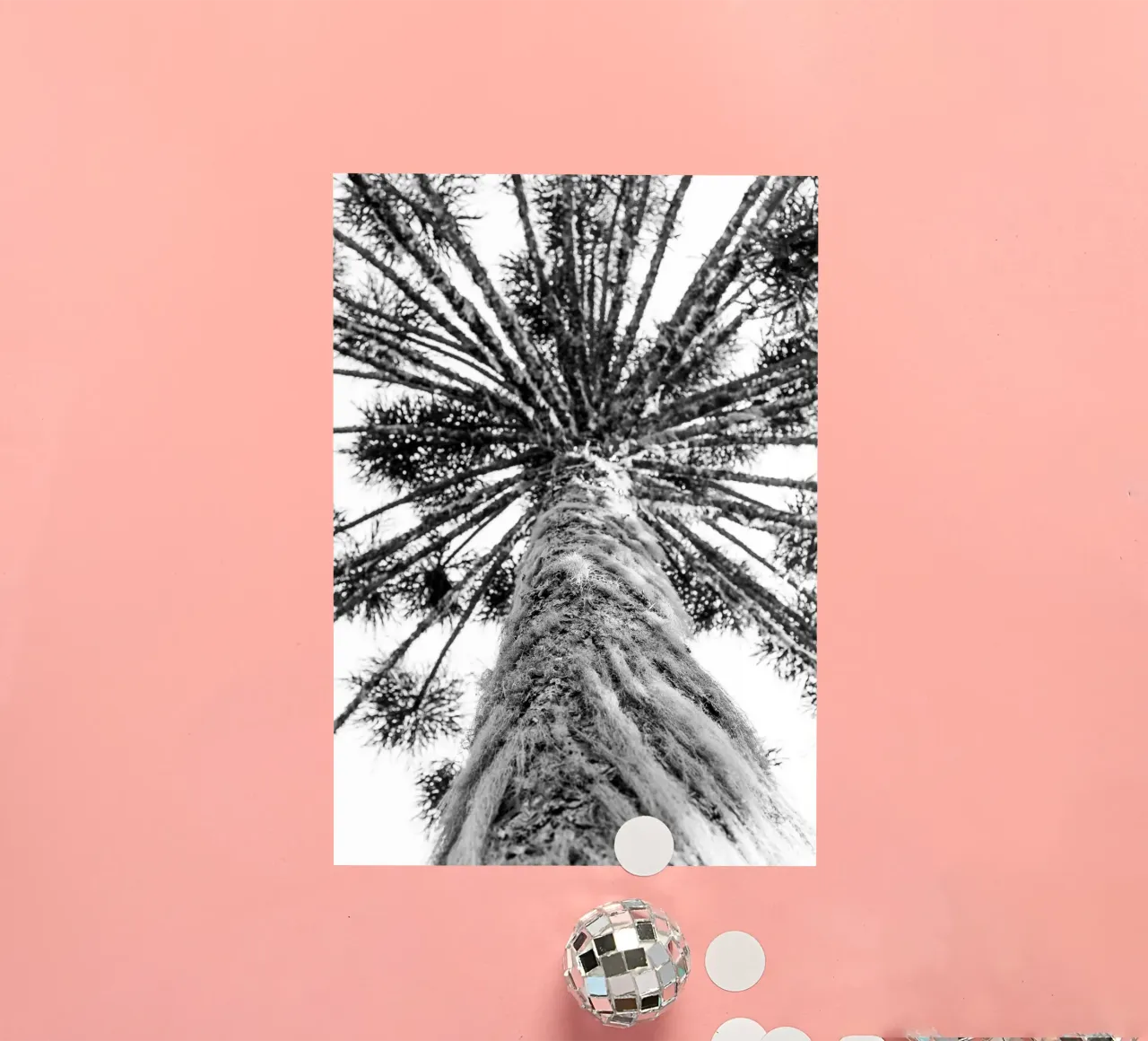 Araucaria #1 sticker by rafael campezato