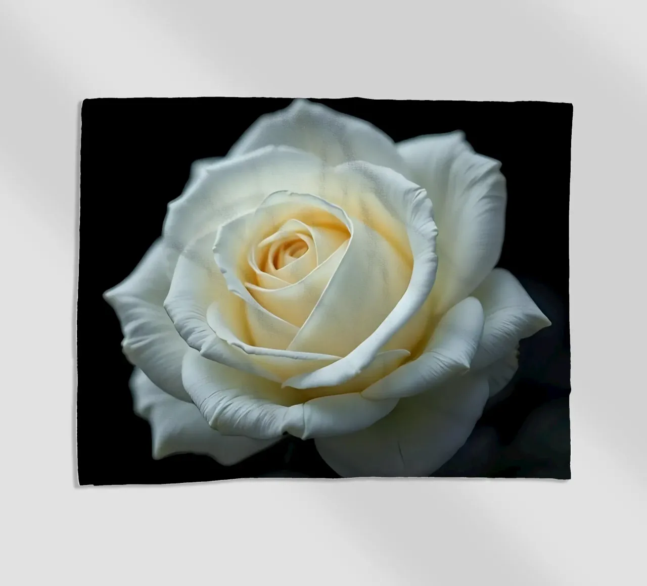 Rosa_bianca_01 telo mare da Farb- und Blütenzauber by LK