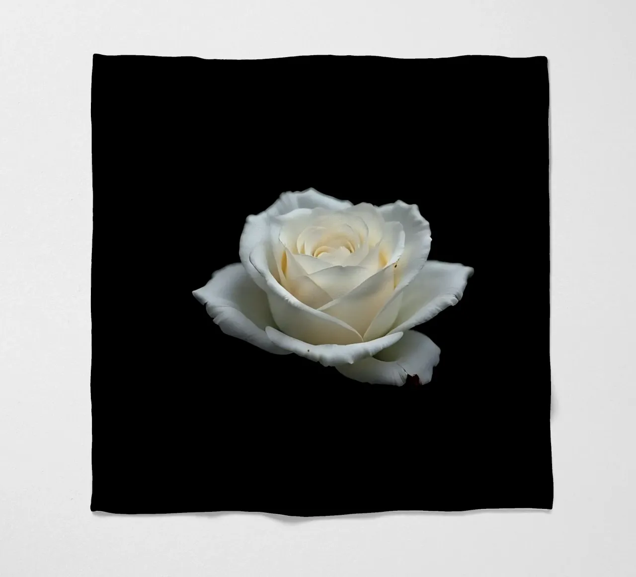 Rosa_bianca_05 coperta in pile da Farb- und Blütenzauber by LK
