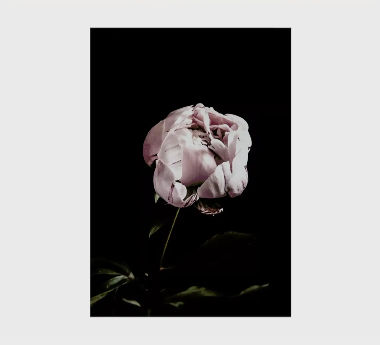 Peony Pink and Black notebook by Flora & Fauna