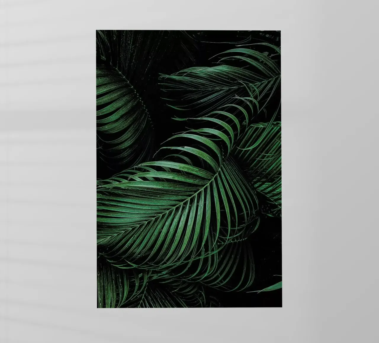 Feathered Palm pellicola backlit da Flora & Fauna