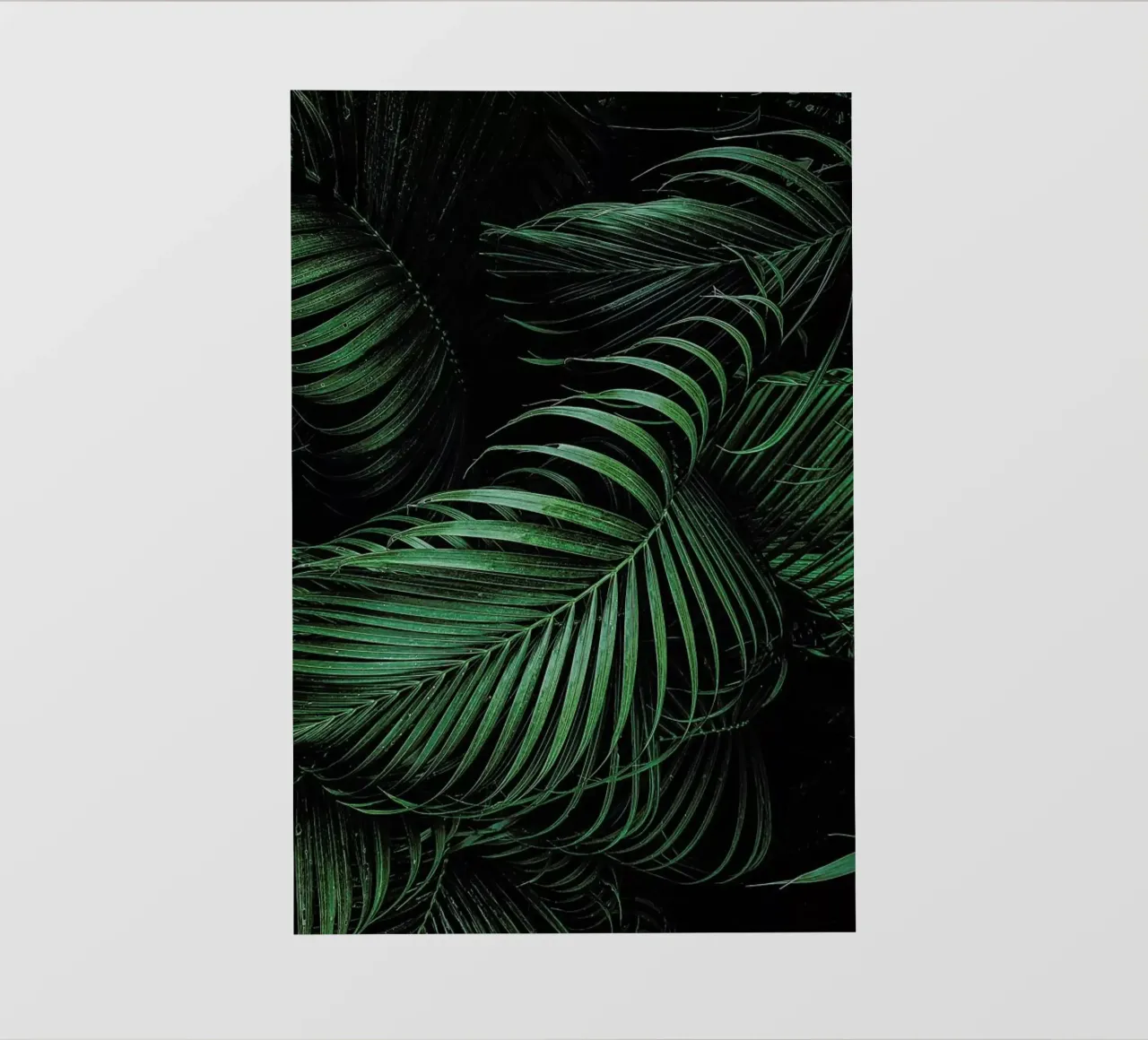 Feathered Palm pellicola backlit da Flora & Fauna