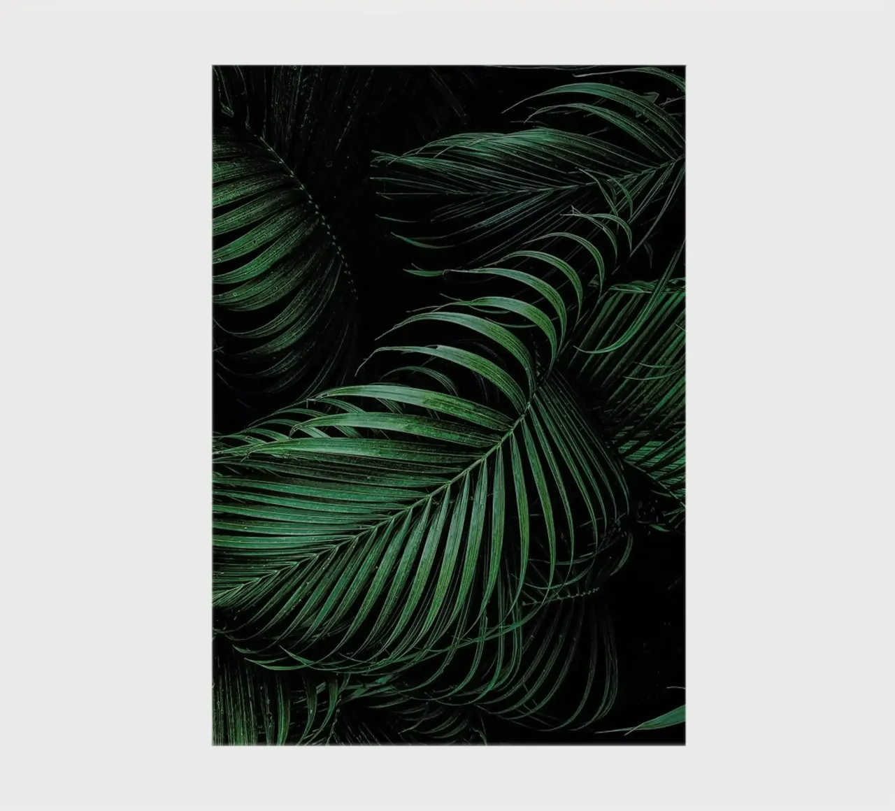 Feathered Palm diario da Flora & Fauna