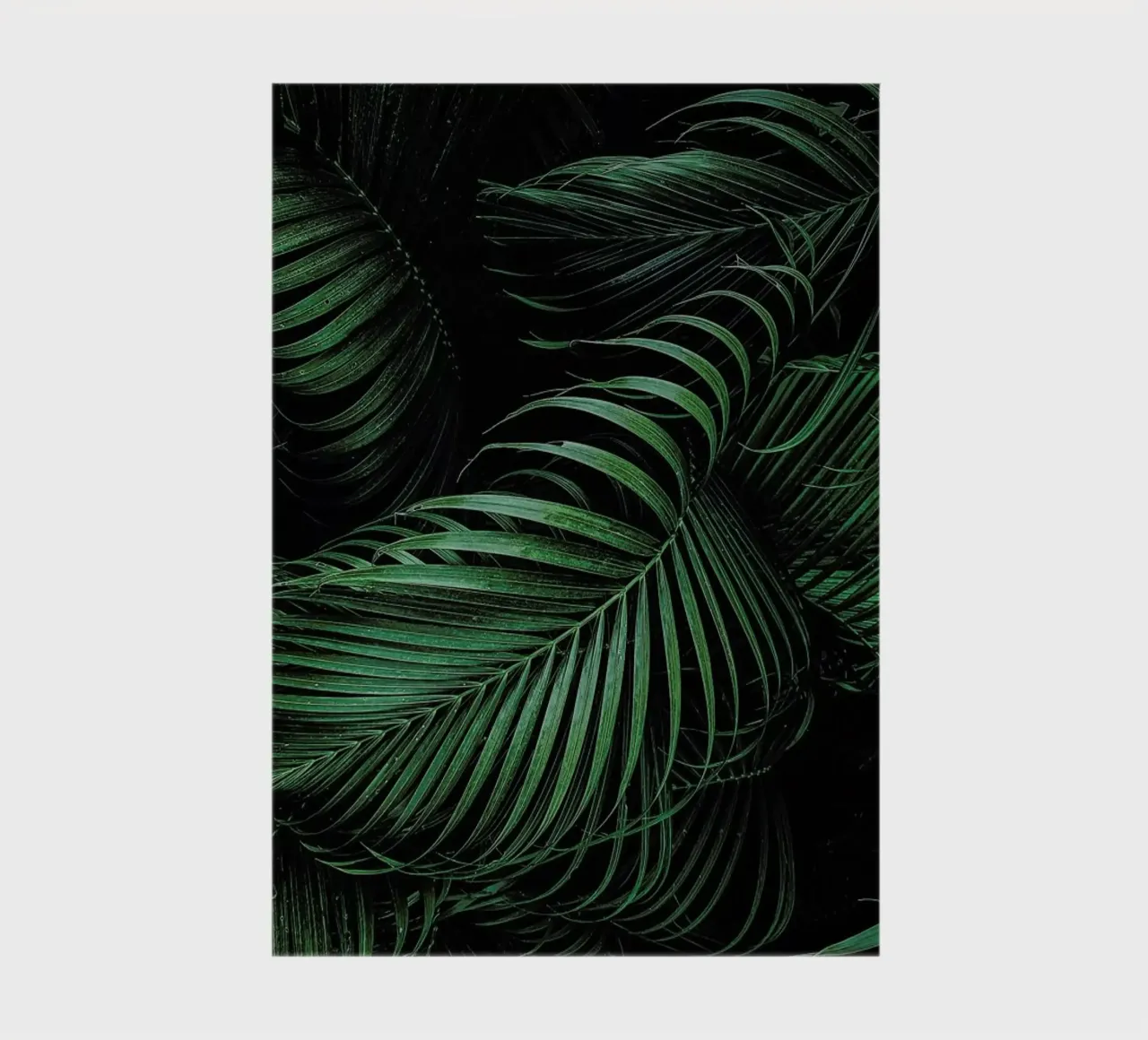 Feathered Palm diario da Flora & Fauna