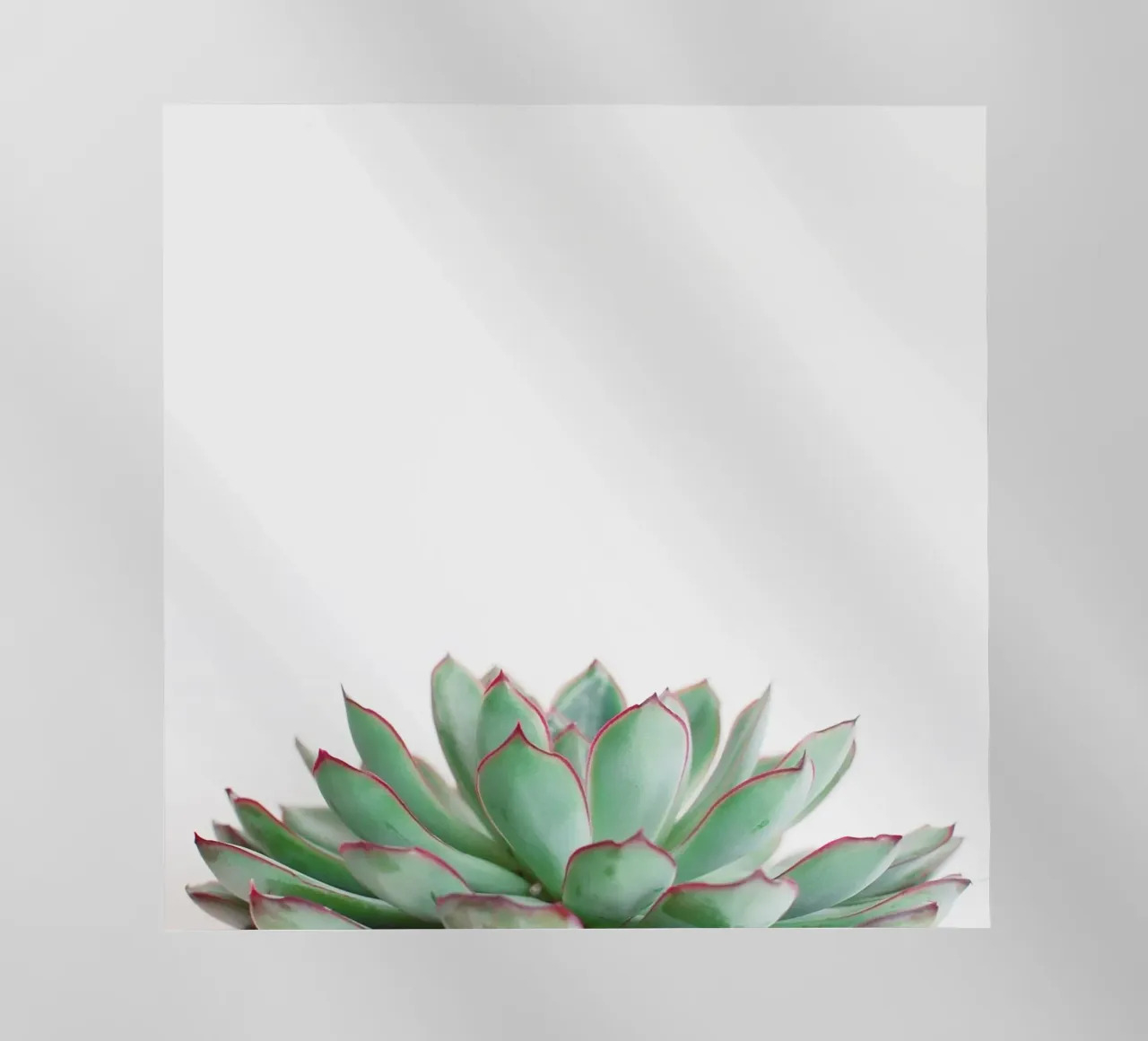 Echeveria pellicola backlit da Cassia Beck Photography