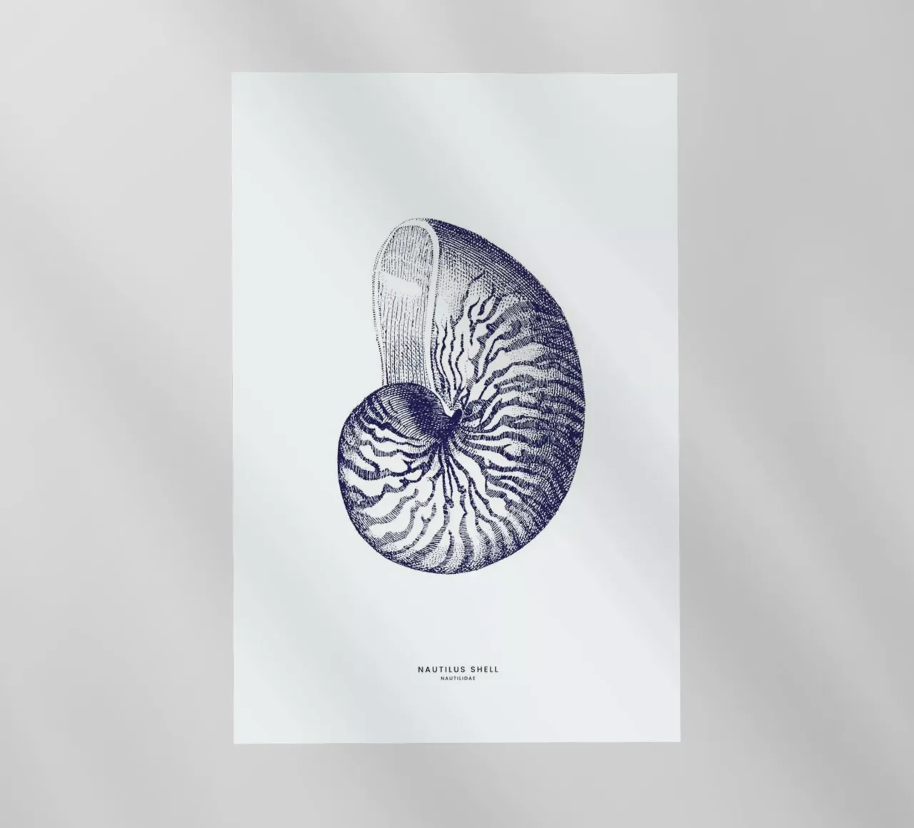 Nautilus Shell II pellicola backlit da Flora & Fauna