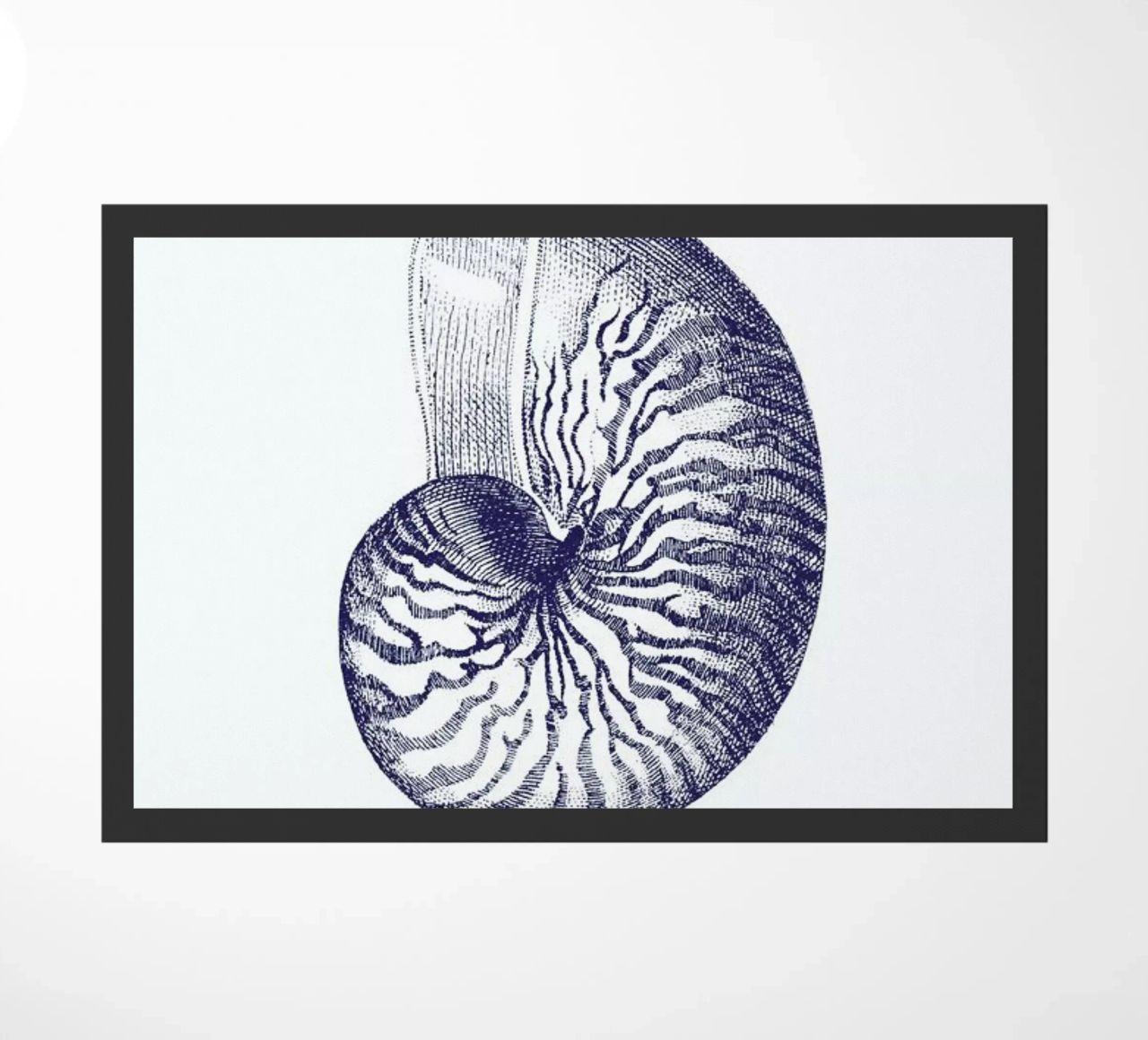 Nautilus Shell II zerbino da Flora & Fauna