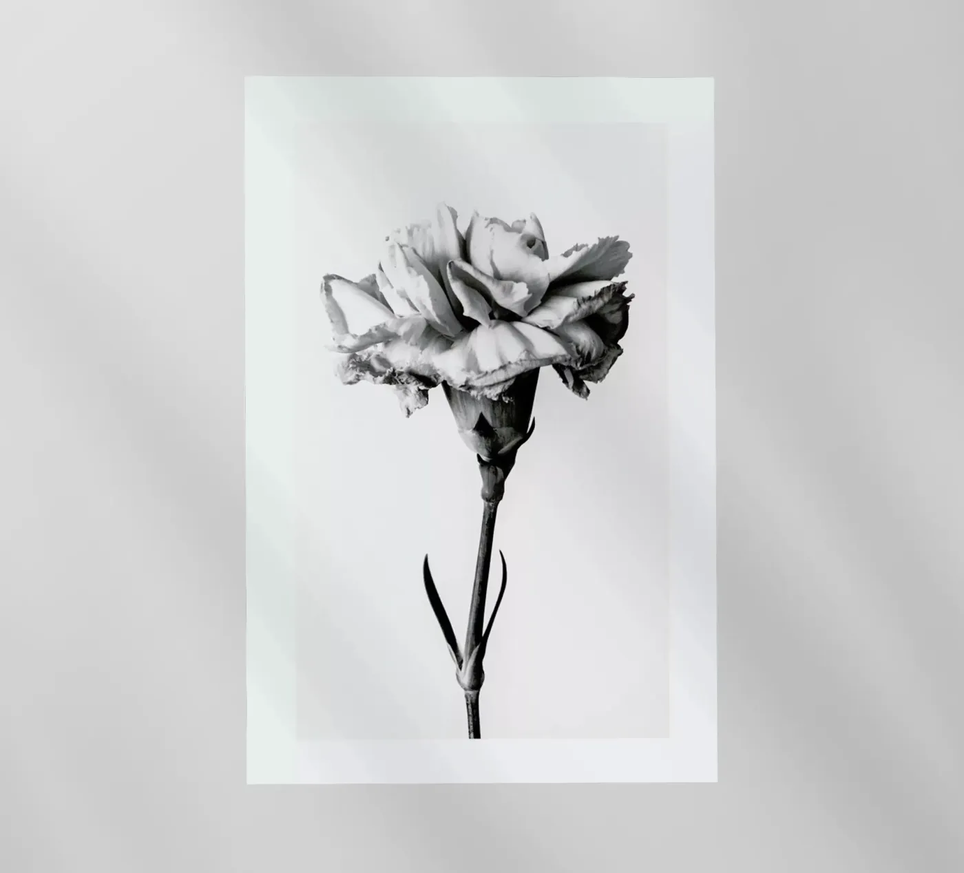 Carnation pellicola backlit da Flora & Fauna