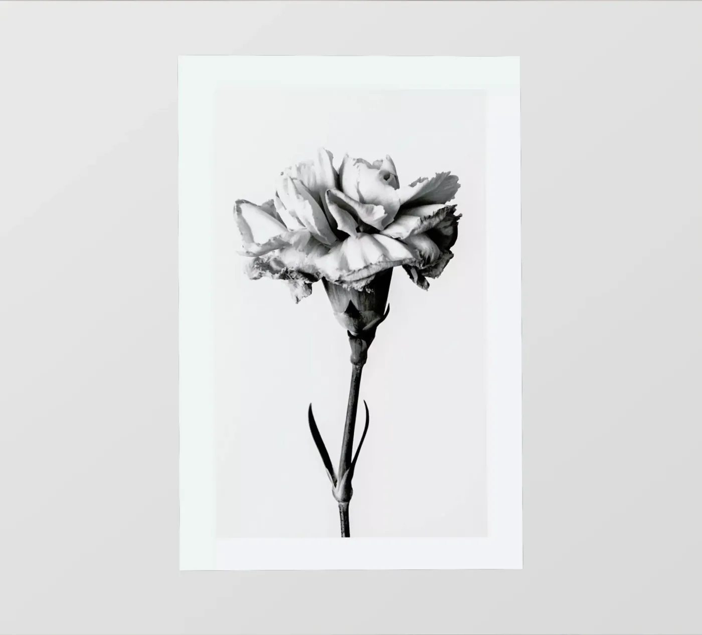 Carnation pellicola backlit da Flora & Fauna