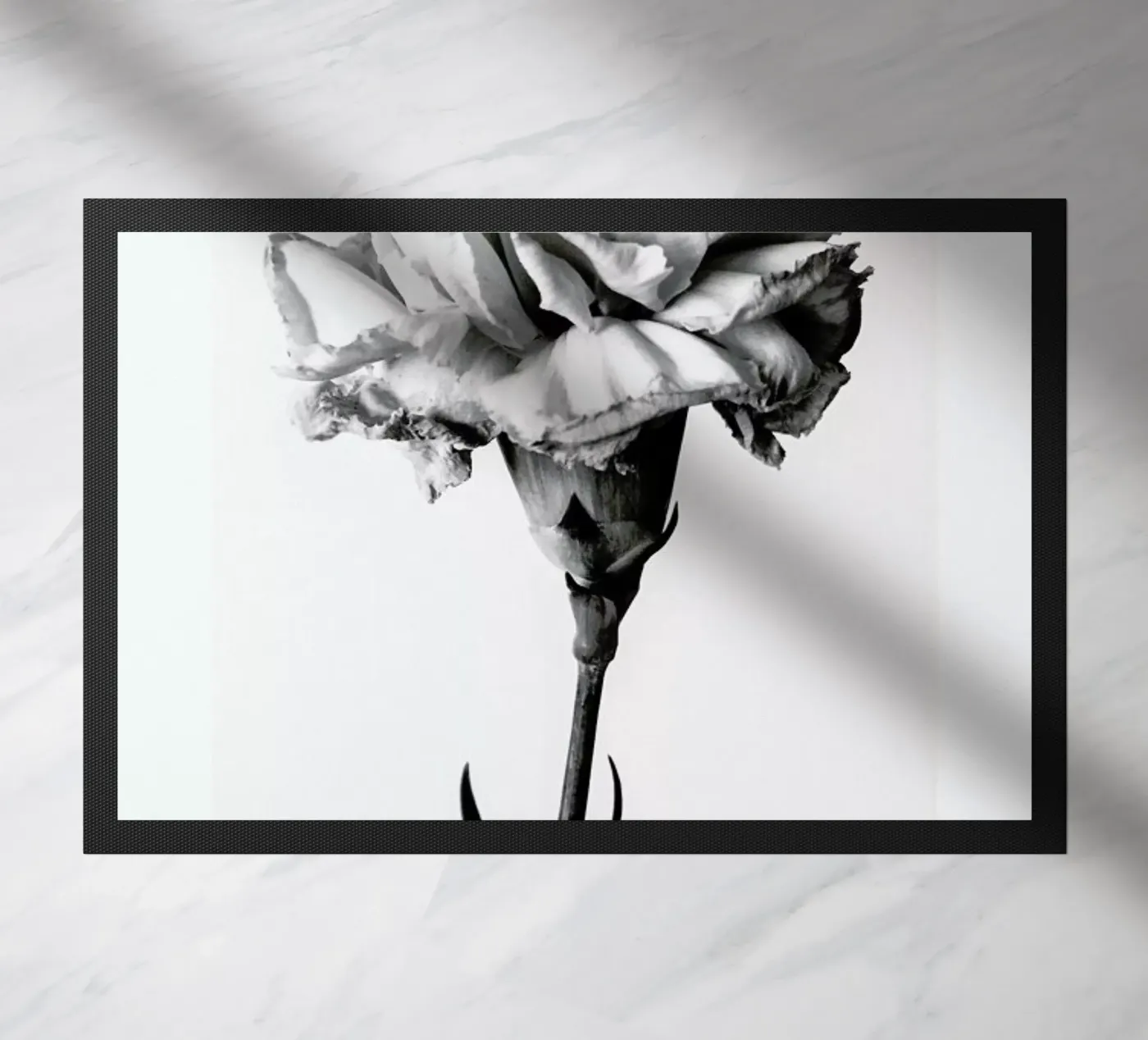 Carnation zerbino da Flora & Fauna