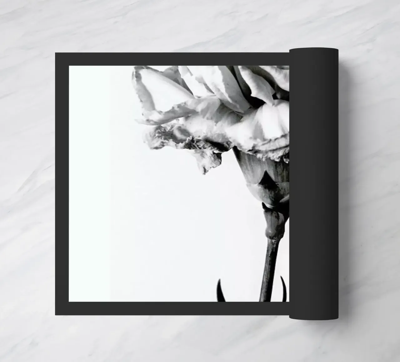 Carnation zerbino da Flora & Fauna