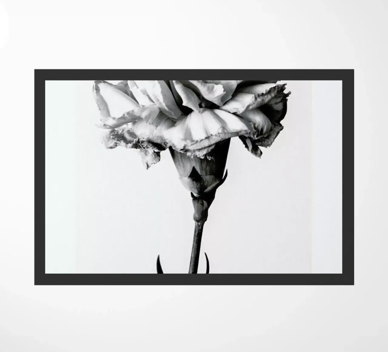 Carnation zerbino da Flora & Fauna