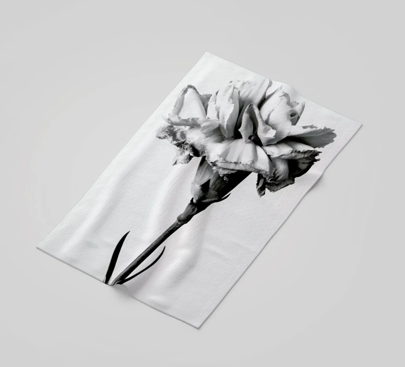 Carnation telo mare da Flora & Fauna