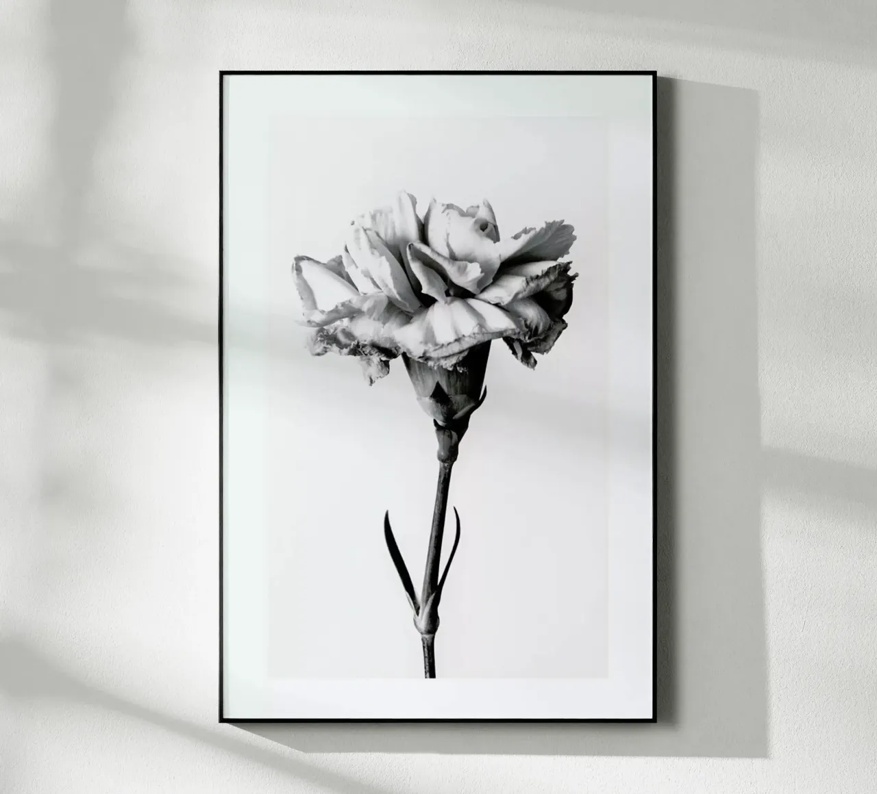 Carnation plexiglass da Flora & Fauna