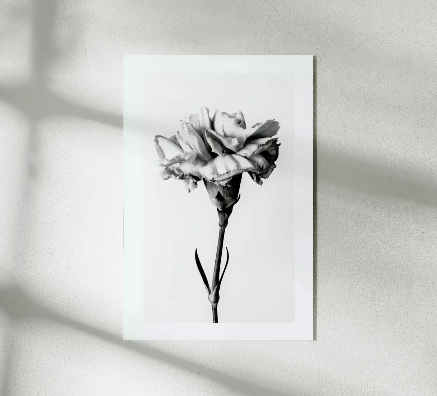 Carnation plexiglass da Flora & Fauna