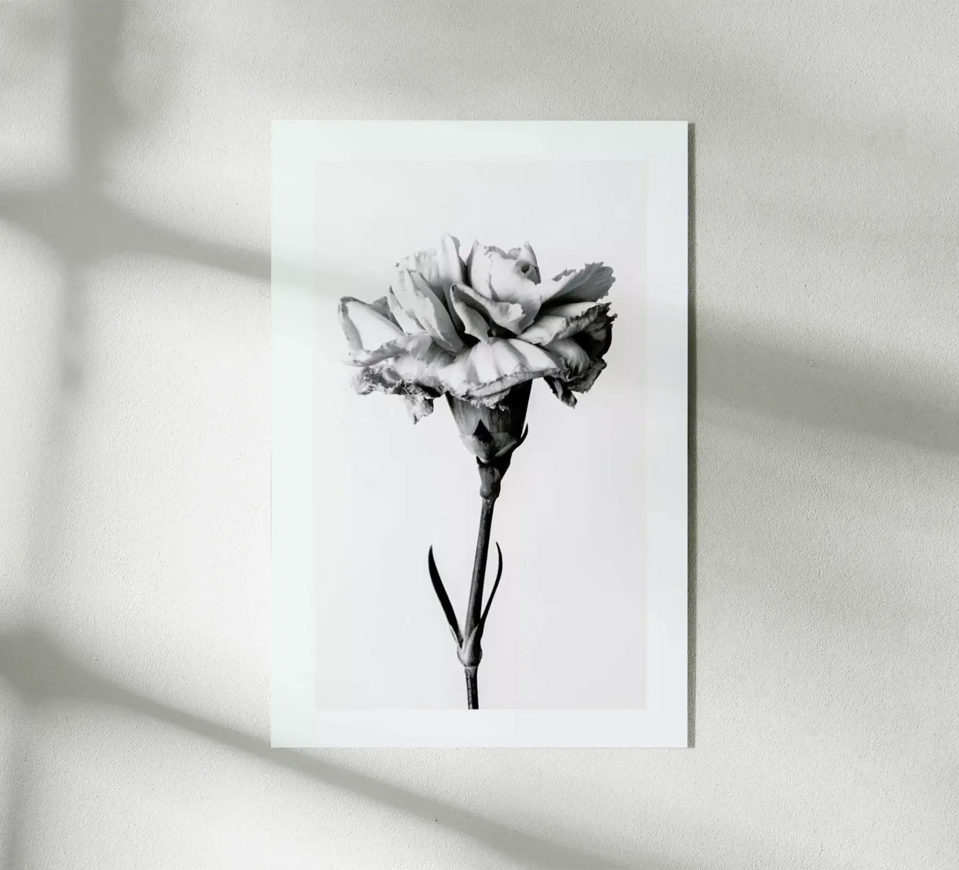 Carnation plexiglas de Flora & Fauna