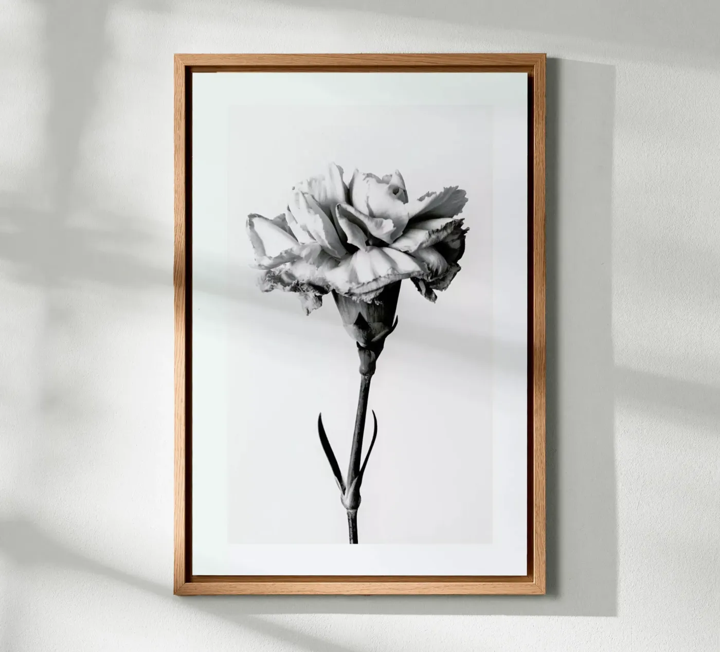 Carnation forex plate by Flora & Fauna