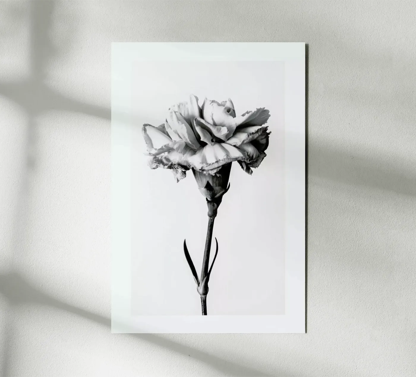Carnation pannello forex da Flora & Fauna