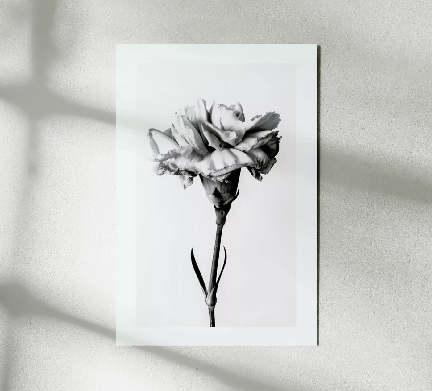 Carnation forex plate by Flora & Fauna