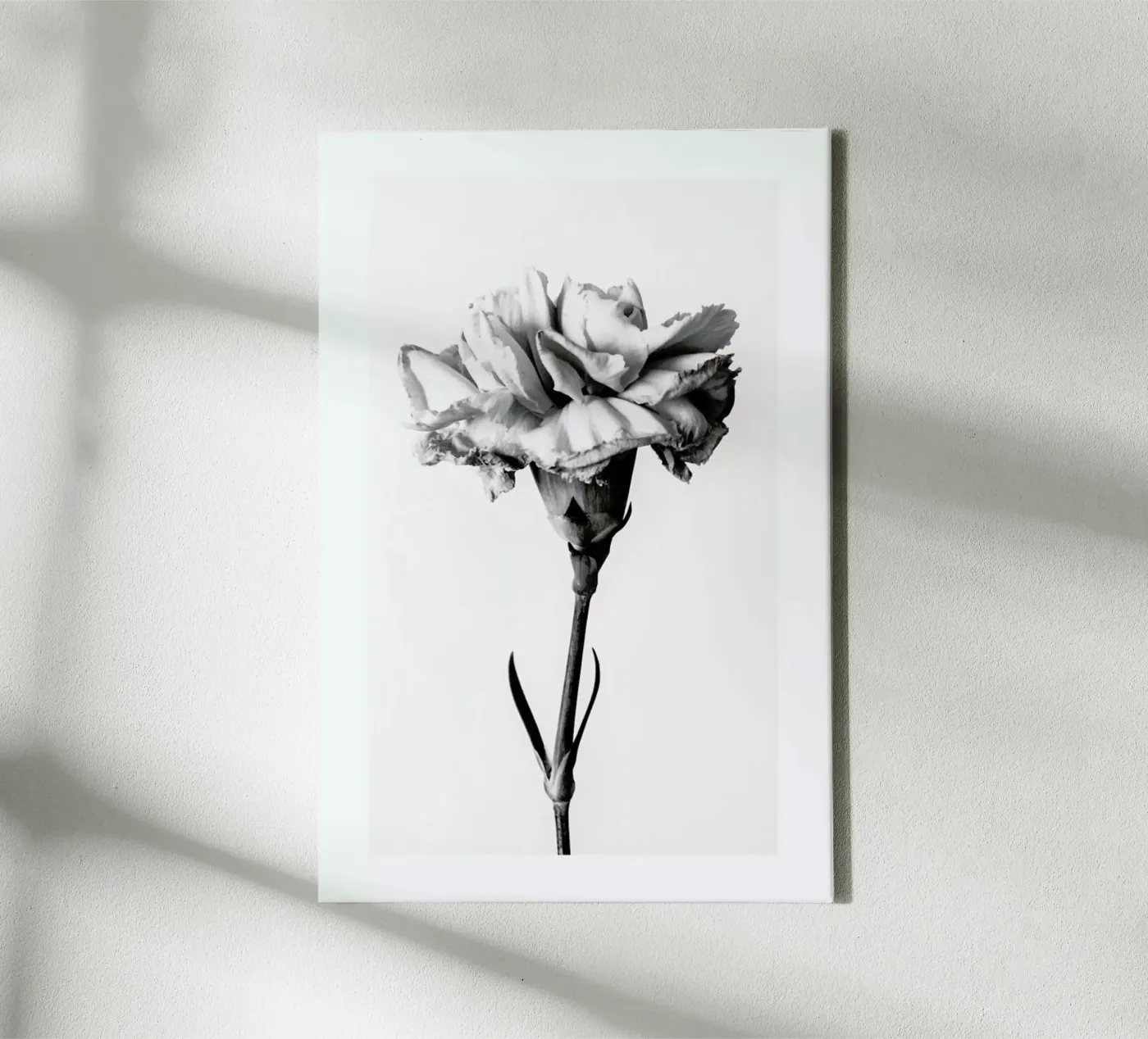 Carnation tela da Flora & Fauna