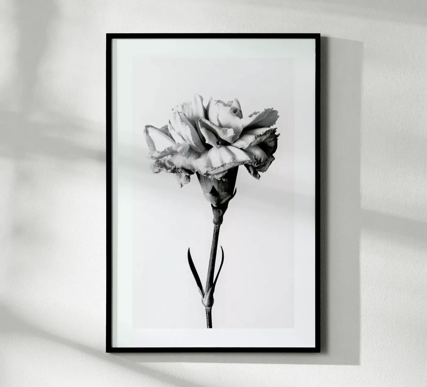 Carnation poster by Flora & Fauna