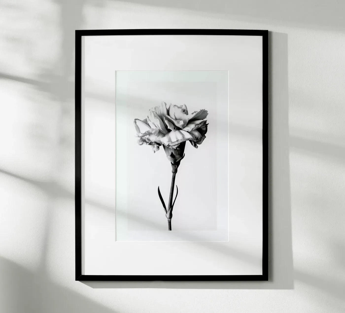 Carnation poster by Flora & Fauna