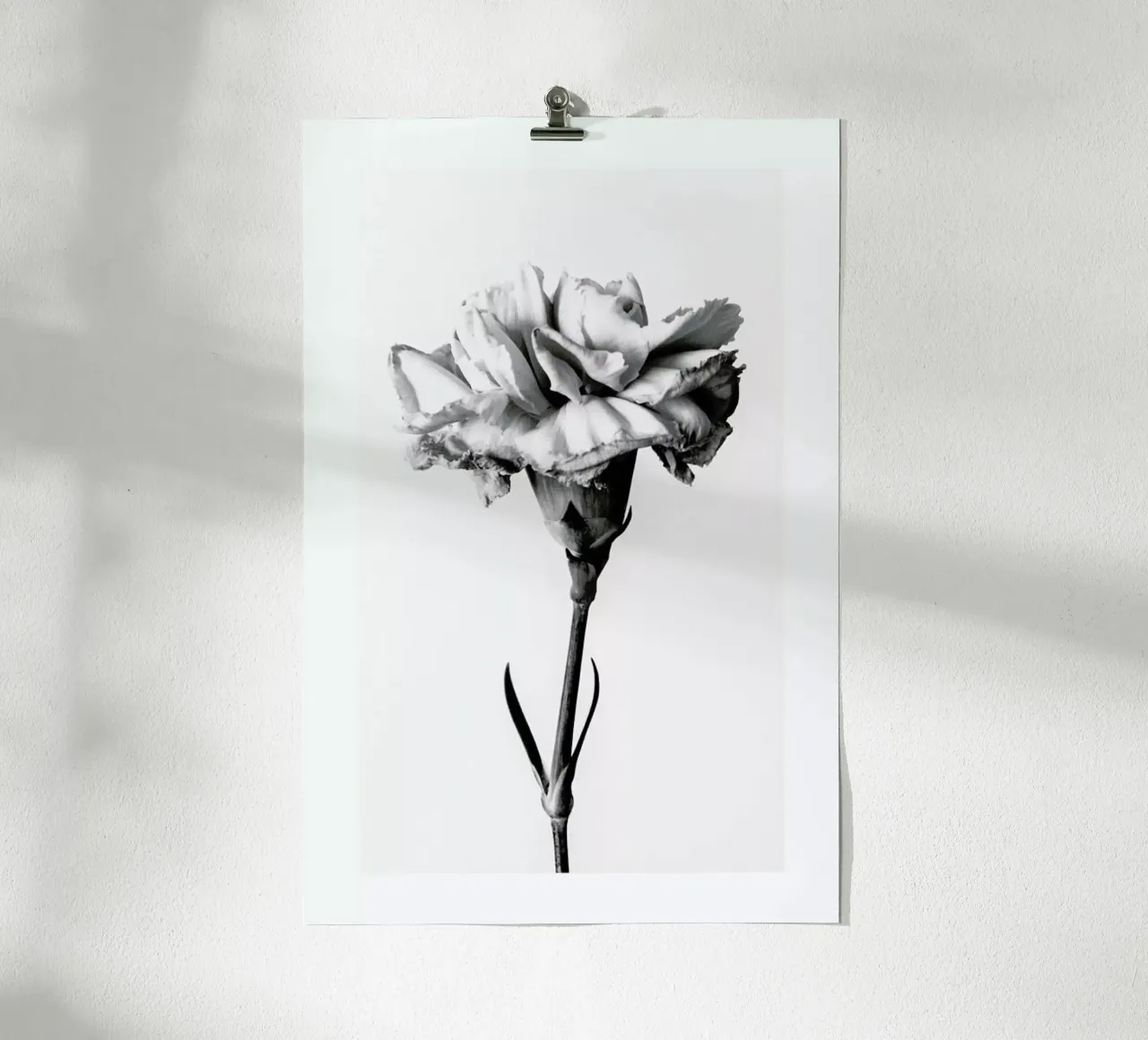 Carnation poster da Flora & Fauna
