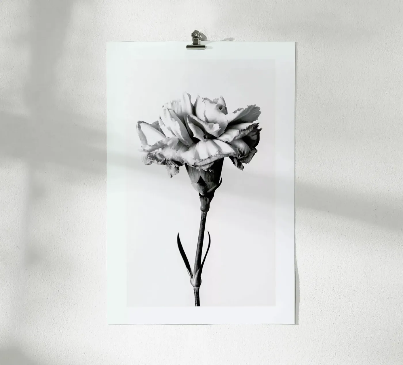 Carnation poster by Flora & Fauna