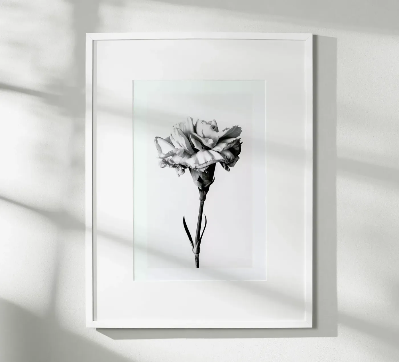 Carnation poster by Flora & Fauna
