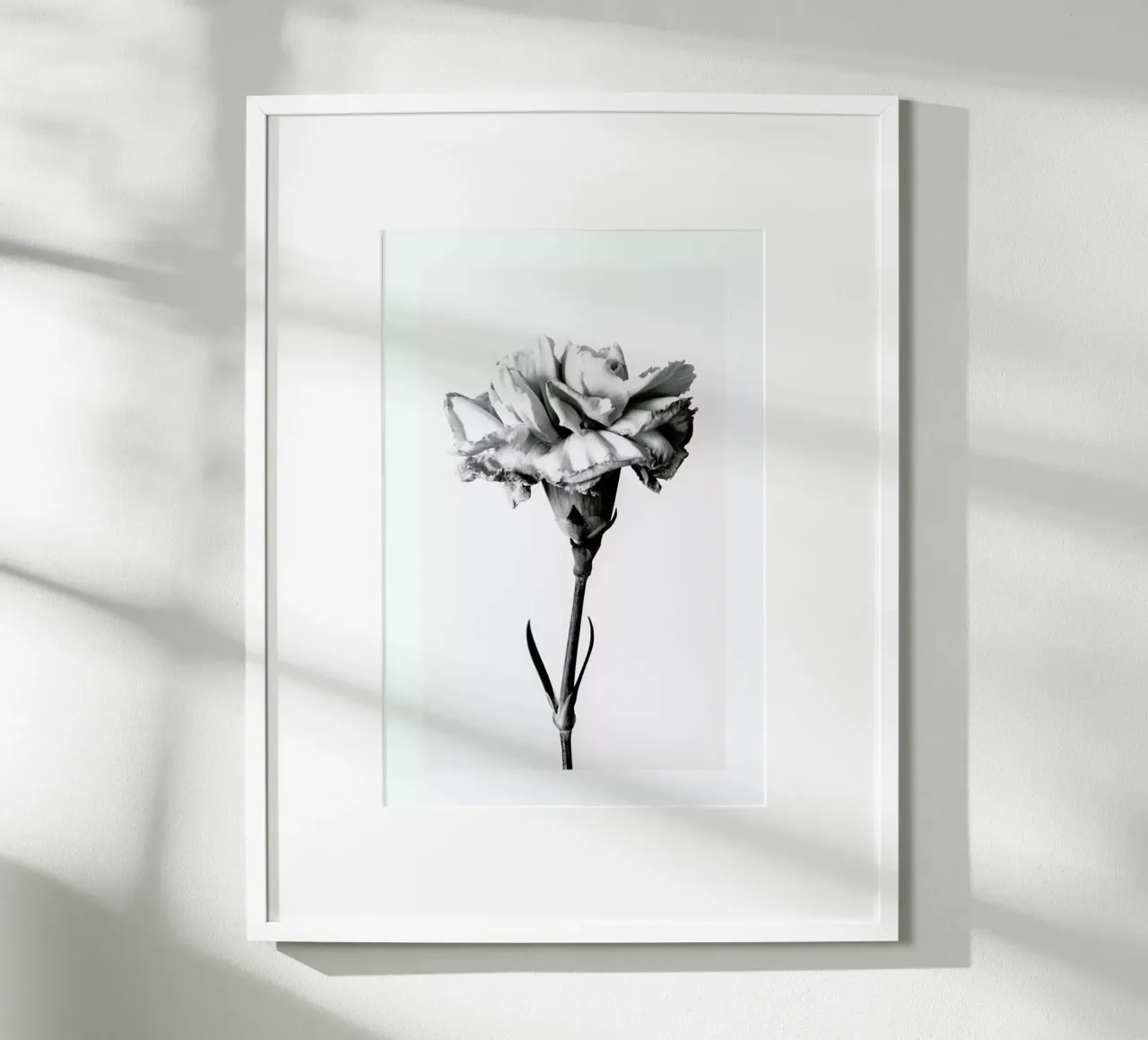 Carnation poster da Flora & Fauna