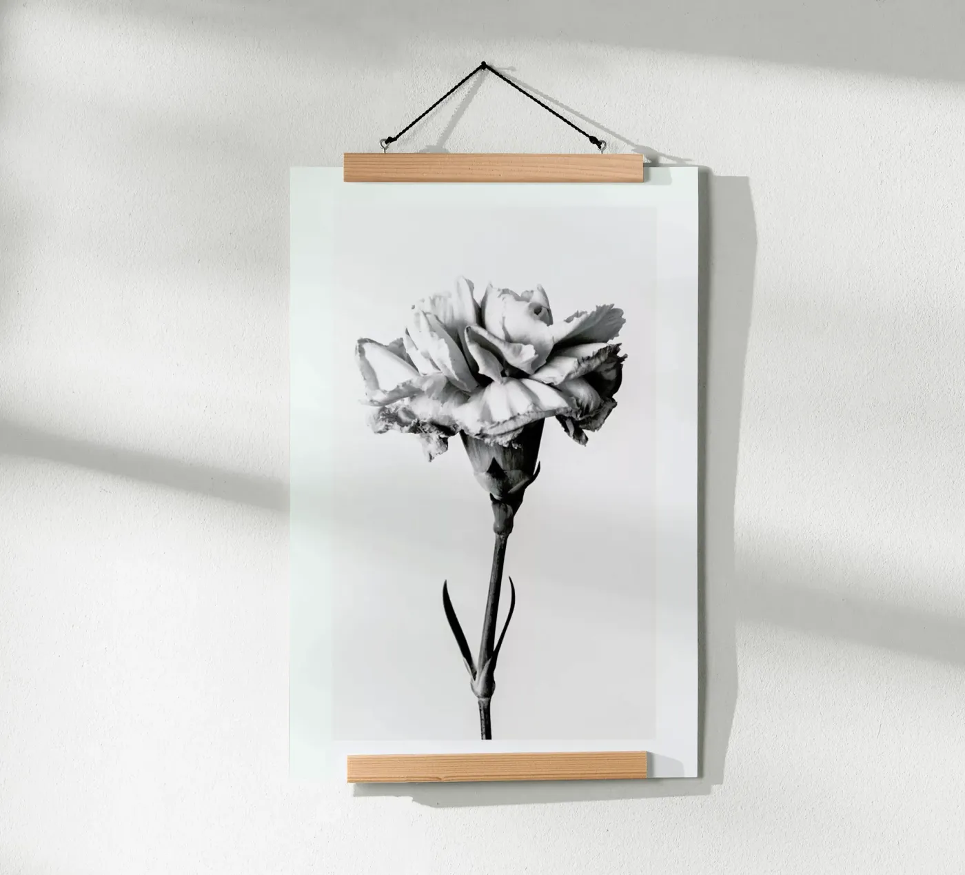 Carnation poster by Flora & Fauna