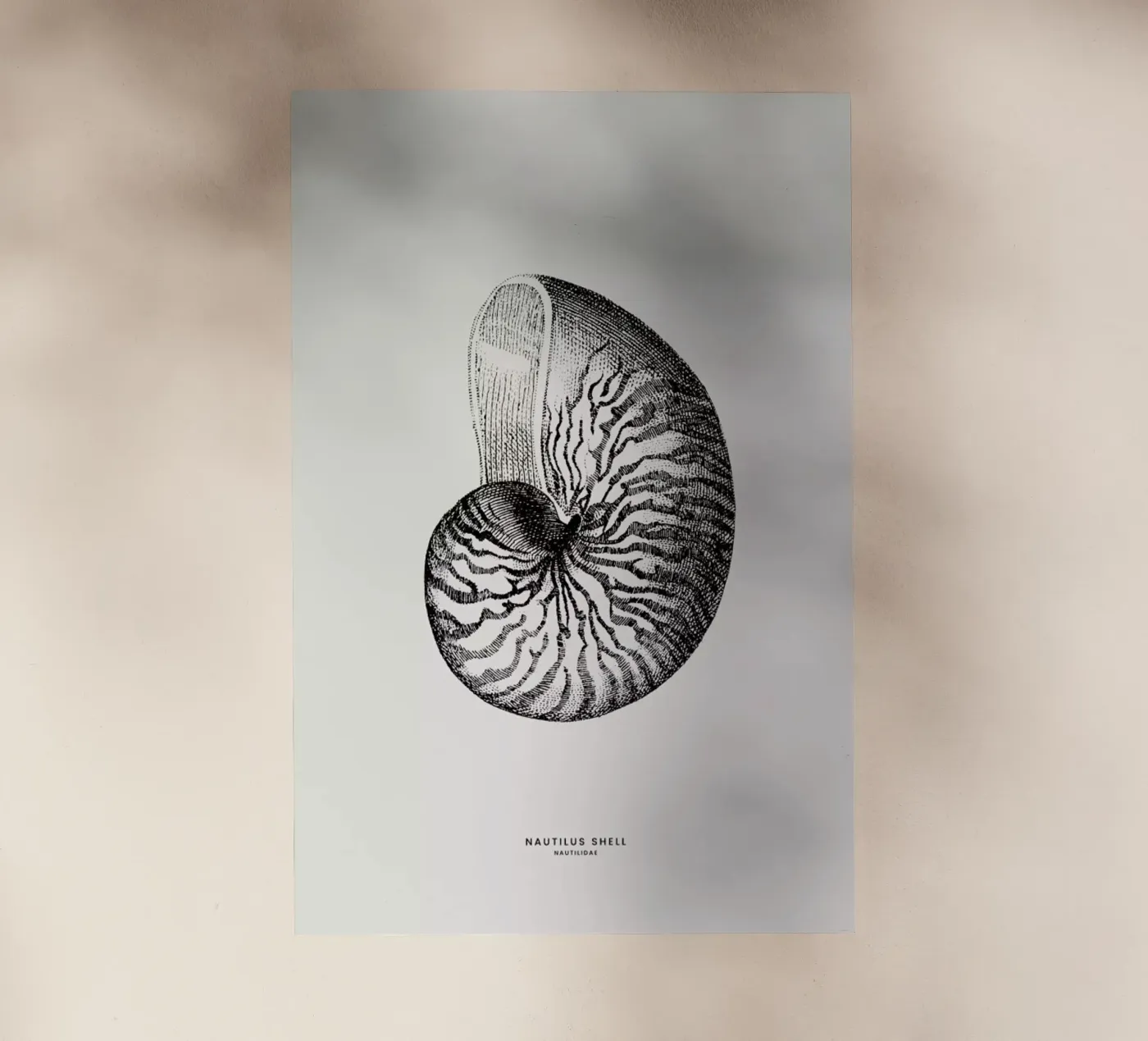 Nautilus Shell pellicola backlit da Flora & Fauna