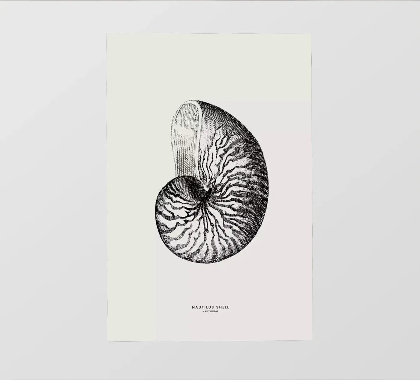 Nautilus Shell pellicola backlit da Flora & Fauna