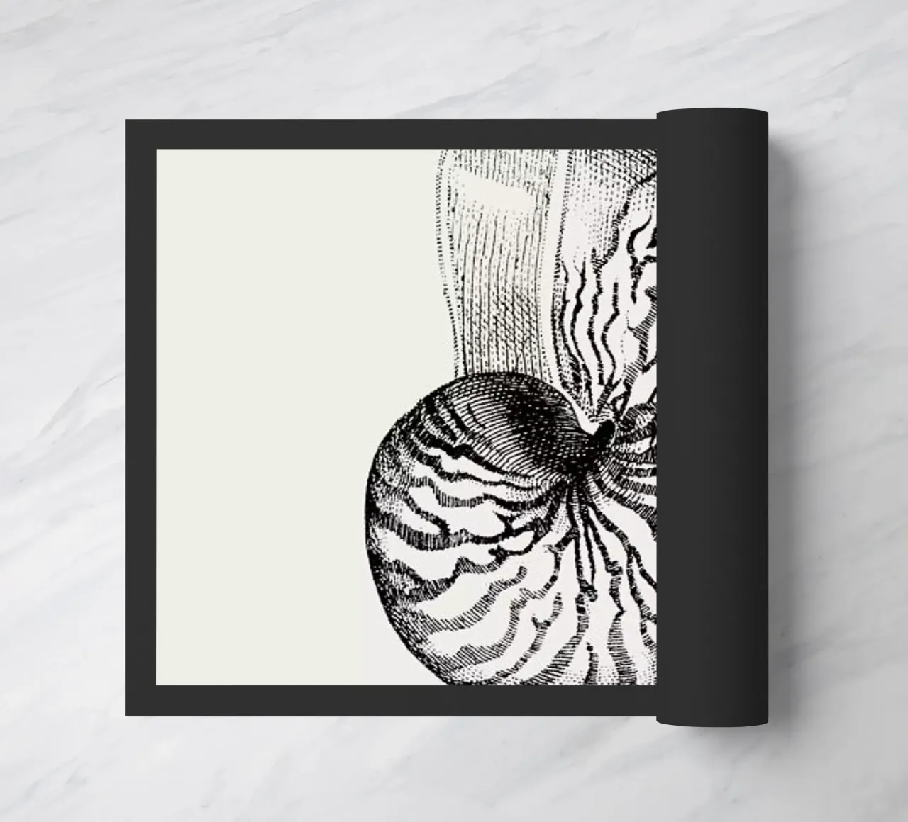 Nautilus Shell zerbino da Flora & Fauna