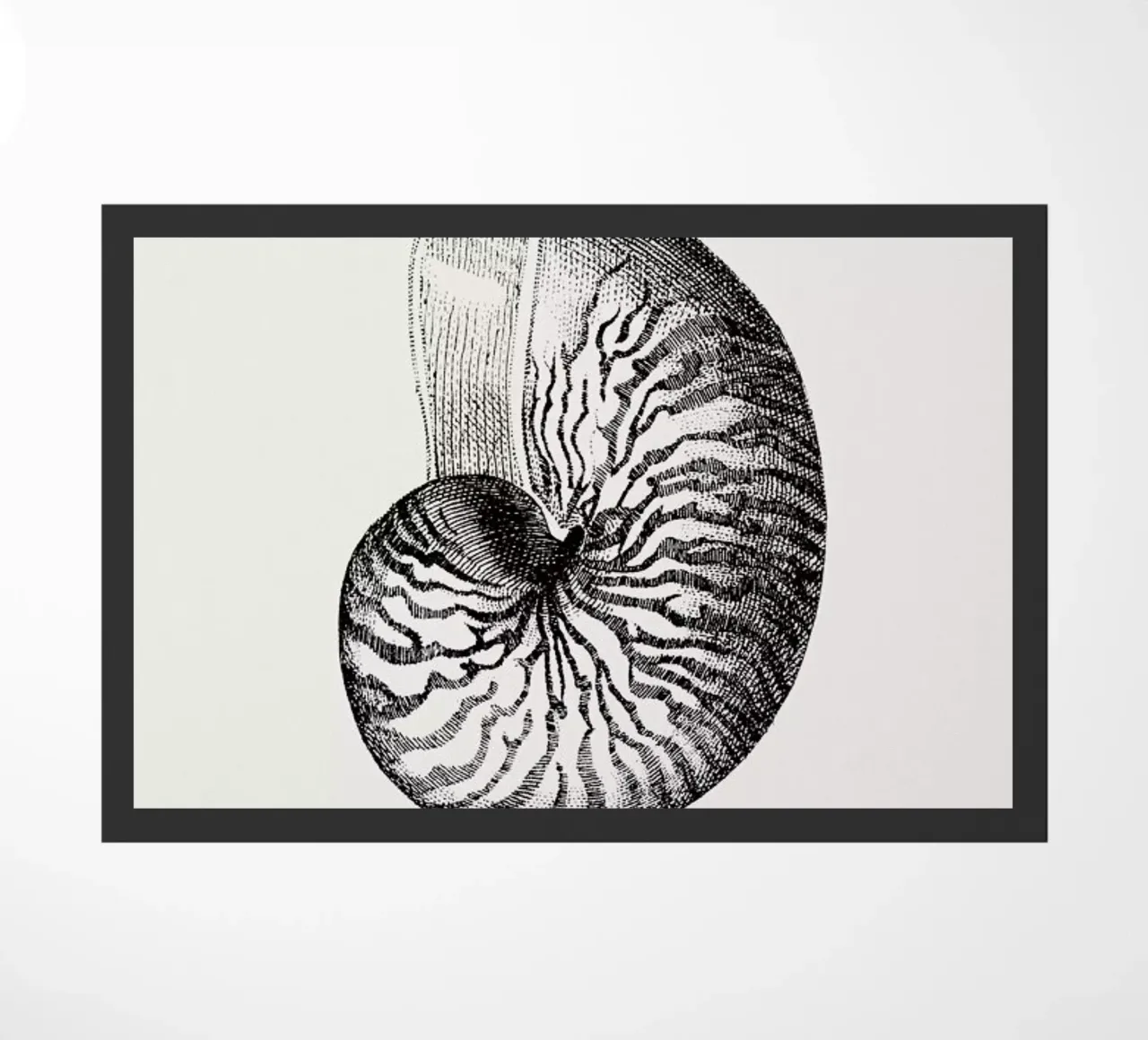 Nautilus Shell zerbino da Flora & Fauna