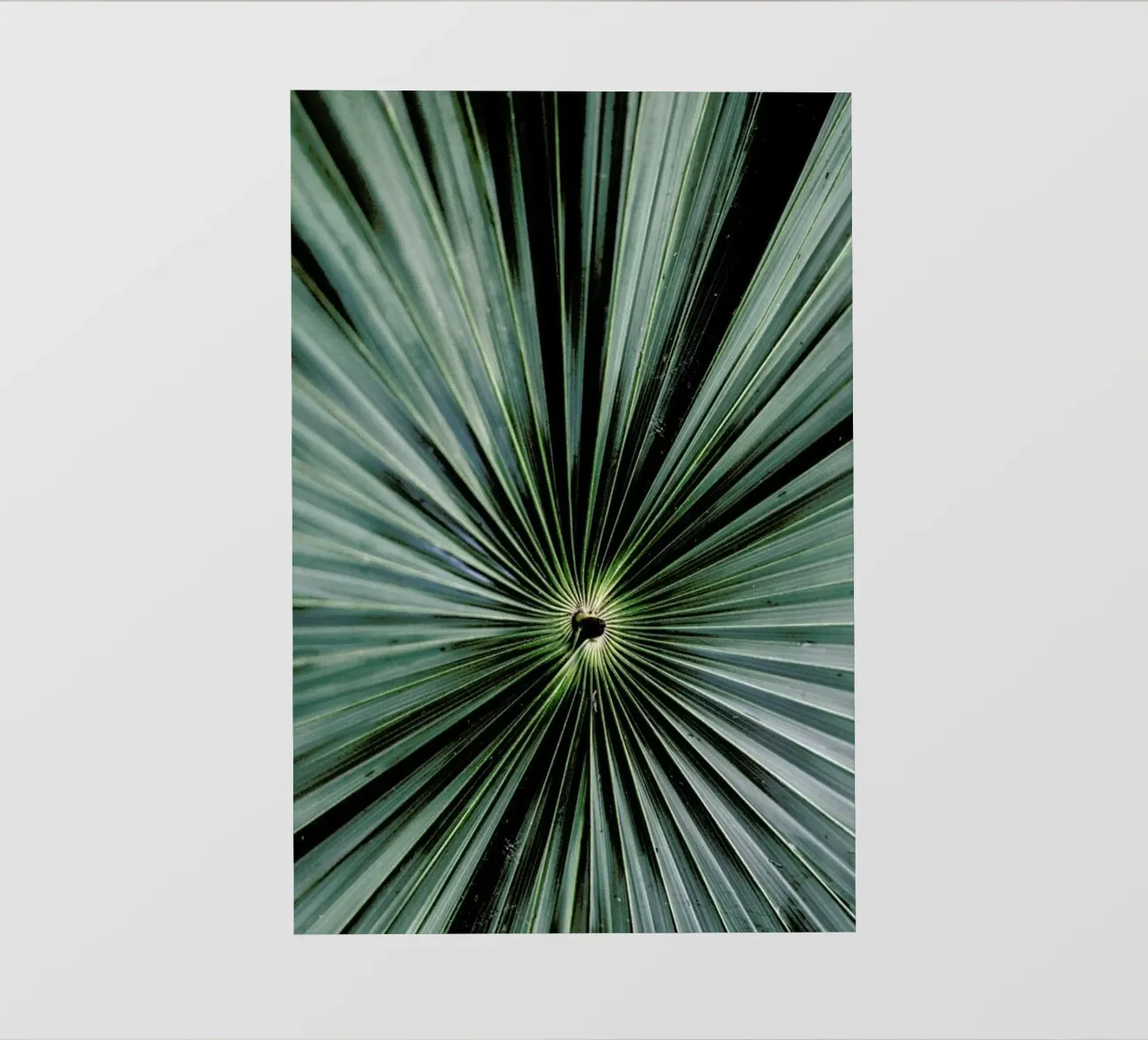 Spiral Palm pellicola backlit da Flora & Fauna
