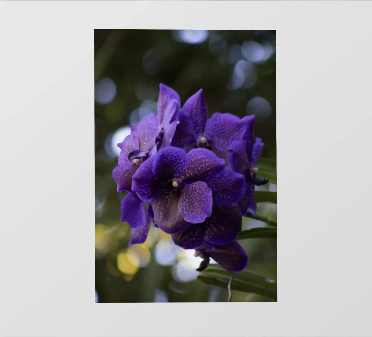 Orchidea viola pellicola backlit da Léa Lefebvre Photography