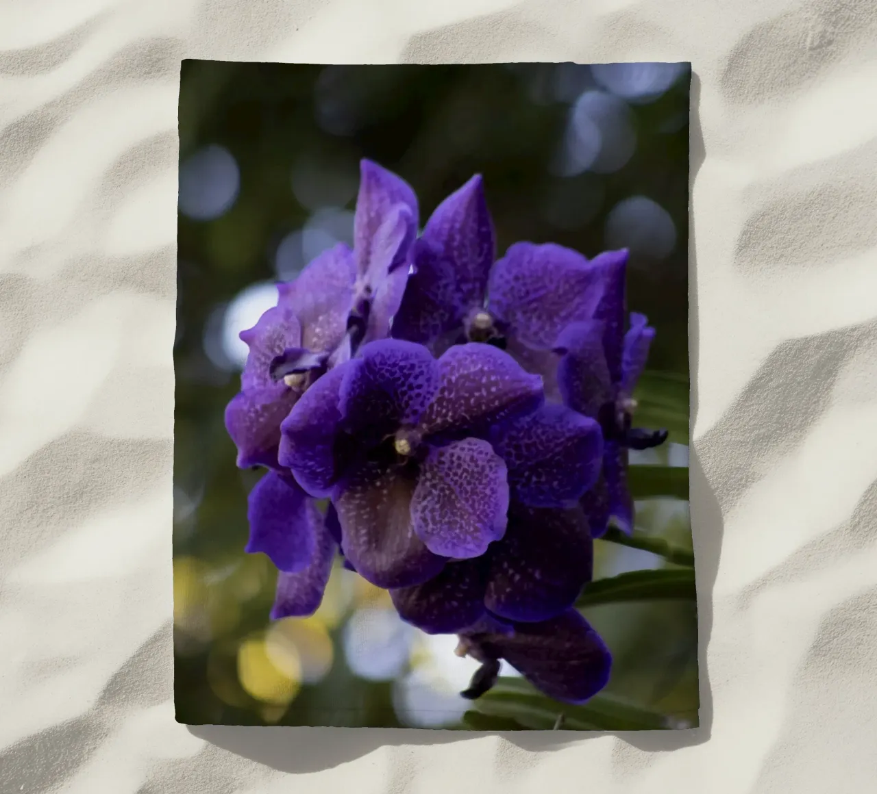 Orchidea viola telo mare da Léa Lefebvre Photography