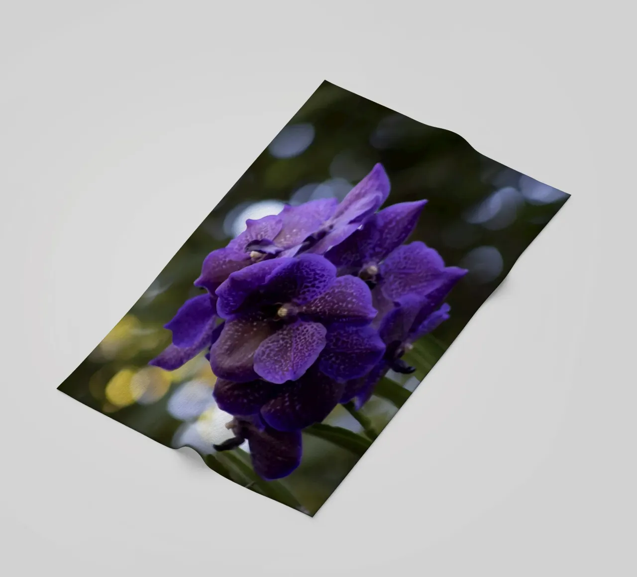 Orchidea viola telo mare da Léa Lefebvre Photography