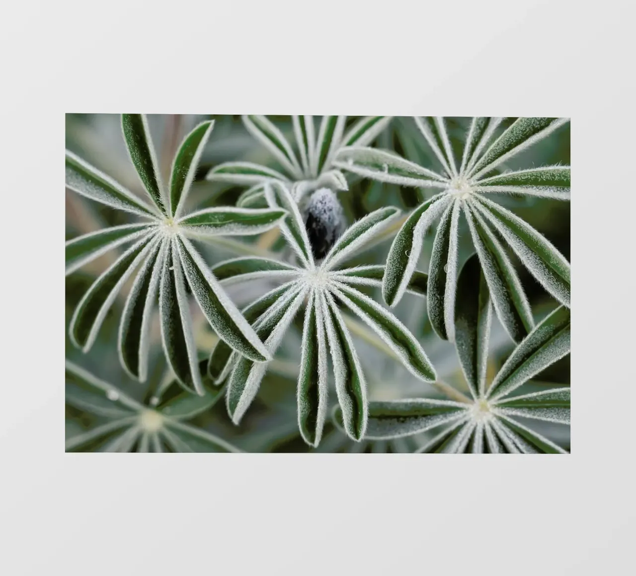 Blue Lupine #7 telo in pvc da Tal Paz-Fridman