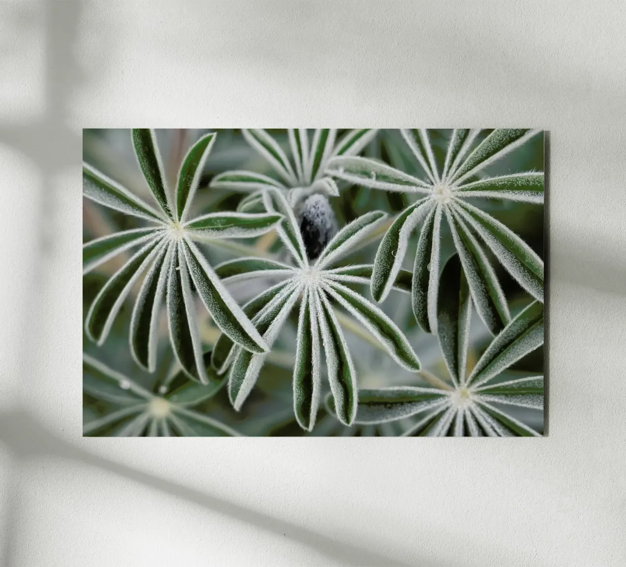 Blue Lupine #7 alluminio dibond da Tal Paz-Fridman