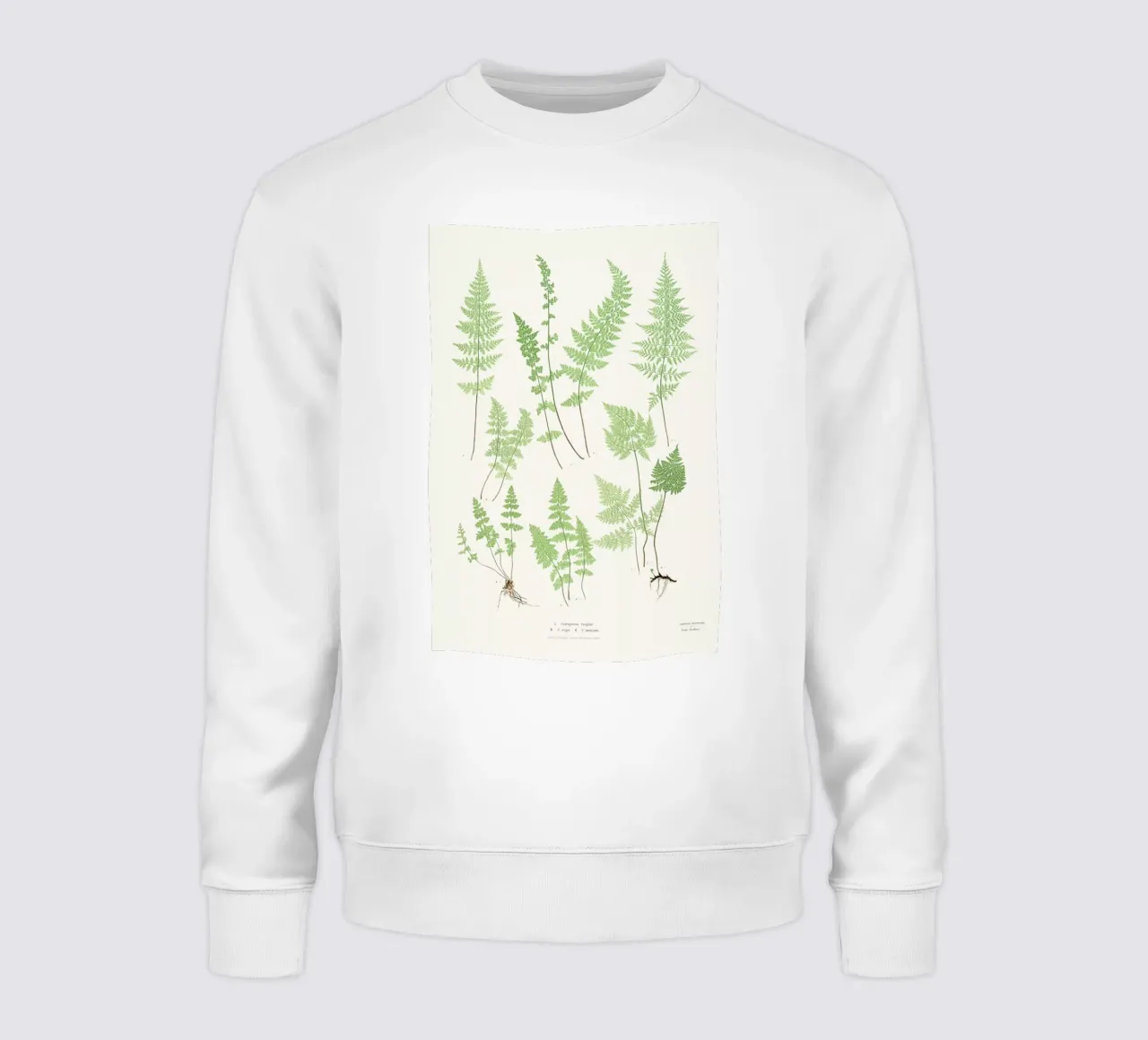 Ferns sweatshirt by Astër