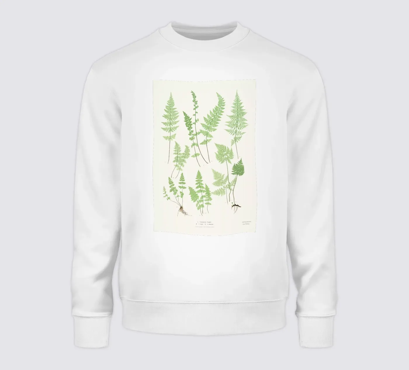 Ferns felpa da Astër