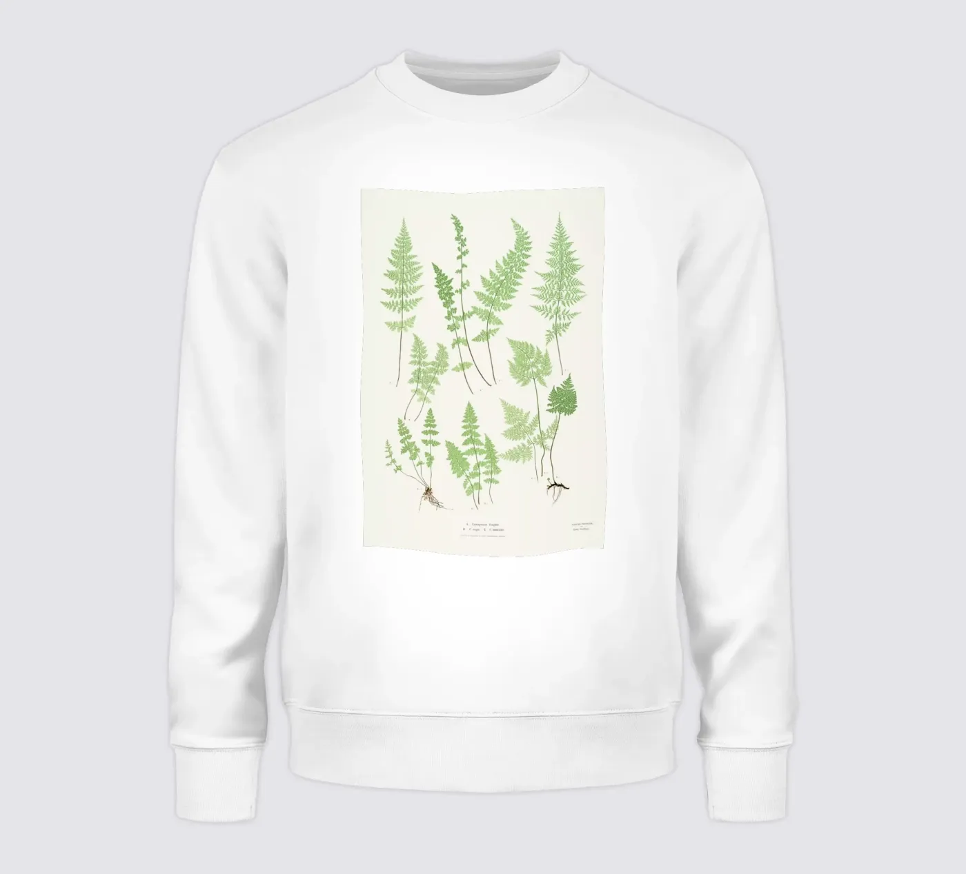 Ferns felpa da Astër
