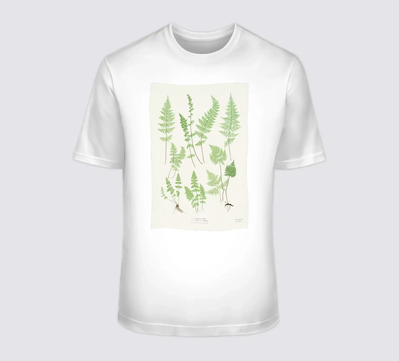 Ferns t-shirt da Astër