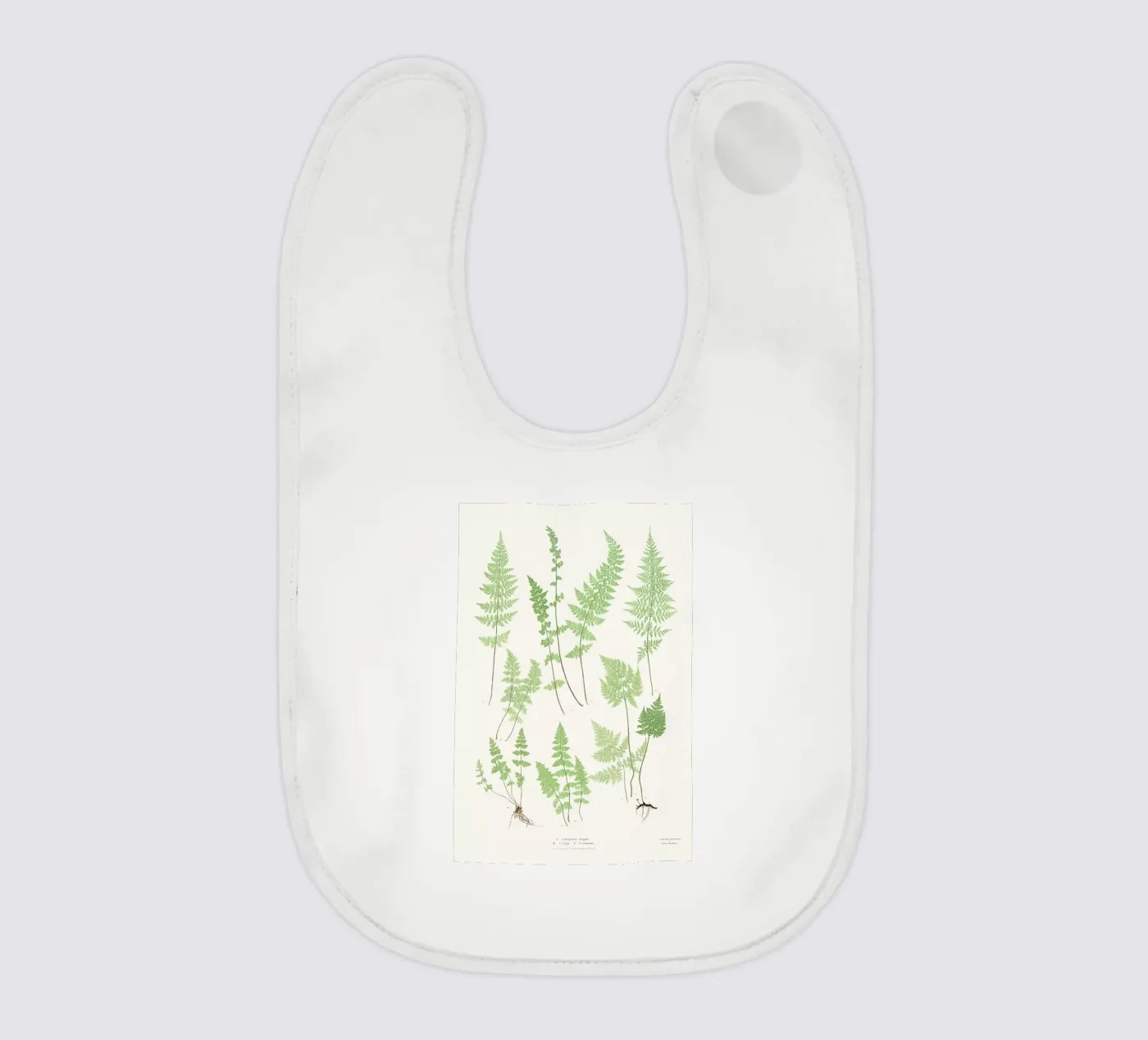 Ferns bavaglino da Astër