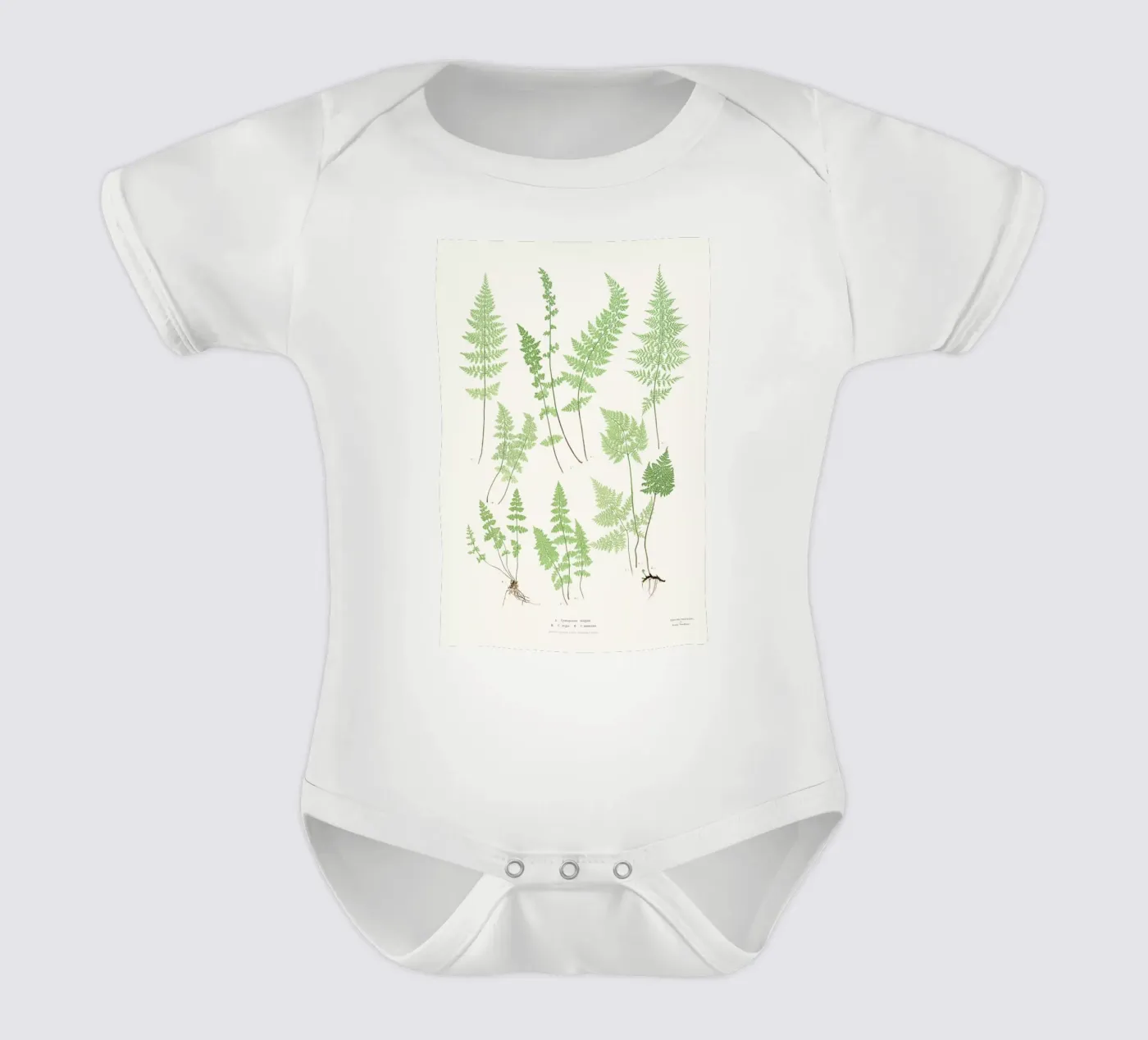 Ferns body bébé de Astër