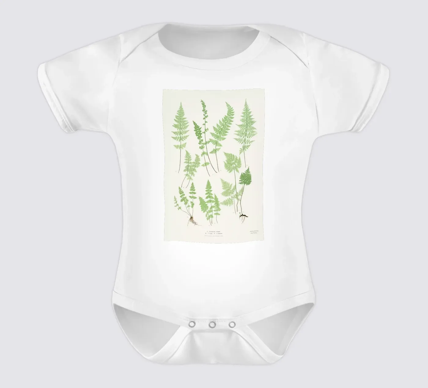 Ferns body bébé de Astër
